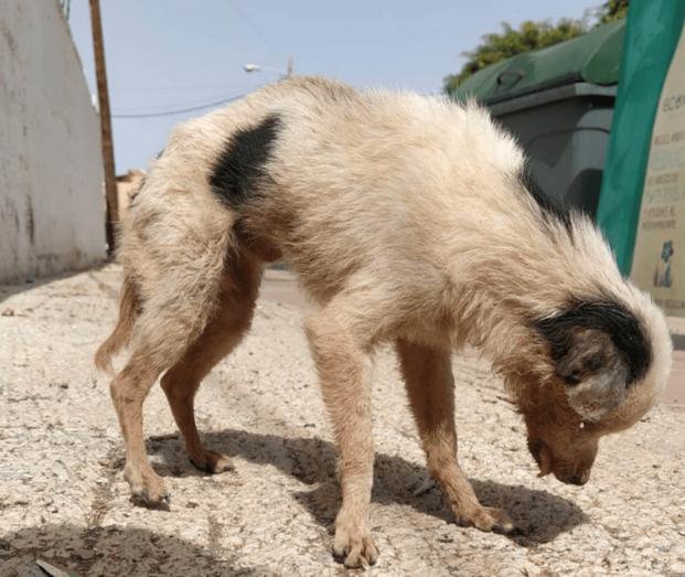 El perro se localizó en la calle Roque Nublo, en El Caracol (Foto TA)